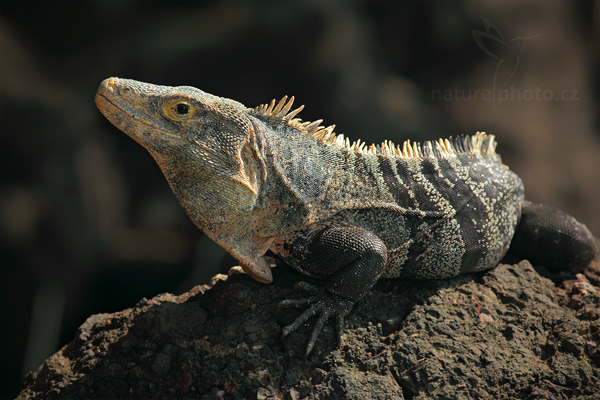 Leguán černý (Ctenosaura similis)