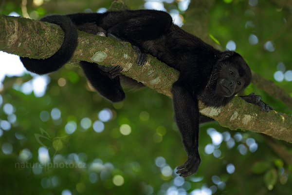 Vřešťan pláštíkový (Alouatta palliata)