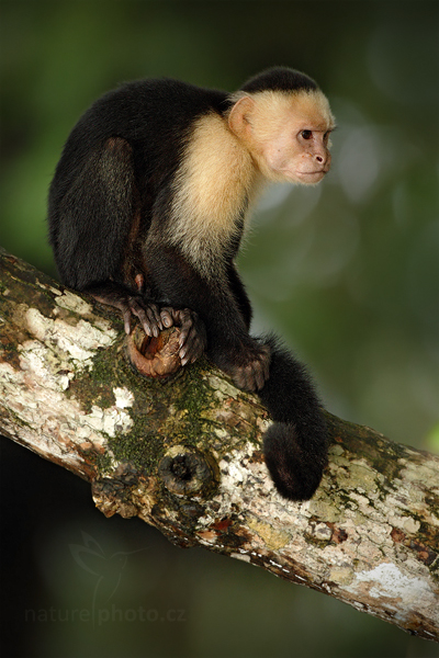 Malpa kapucínská (Cebus capucinus)