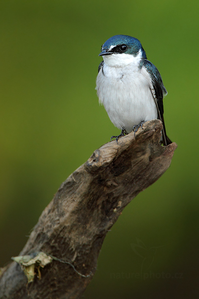 Vlaštovka mangrovová (Tachycineta albilinea)