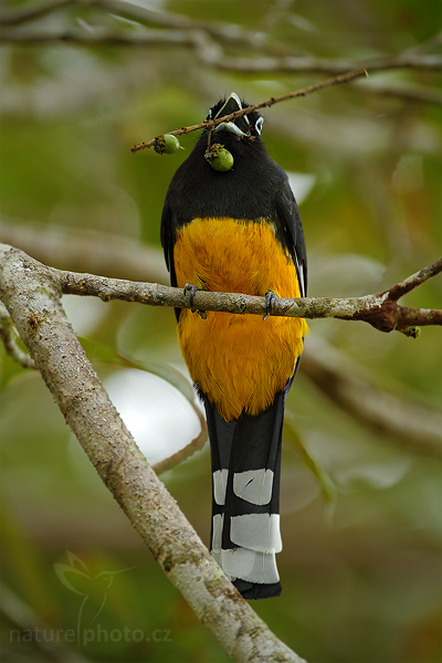 Trogon fialový (Trogon violaceus)