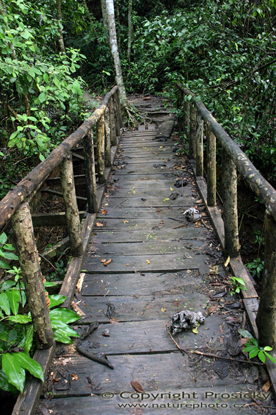 Most v parku Manuel Antonio
