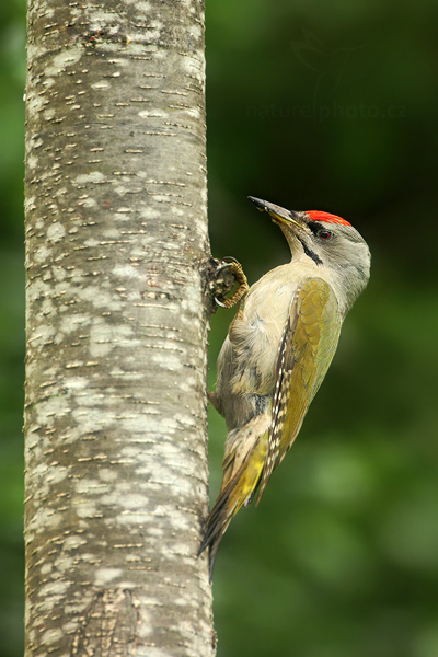 Žluna šedá (Picus canus)