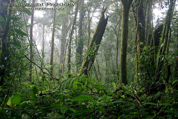 Vegetace v rezervaci Monteverde