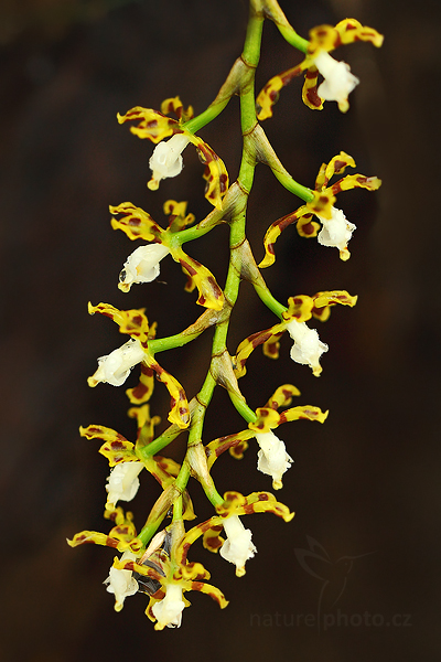 Solenidionsis tigroides