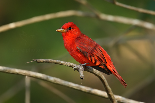 Tangara ohnivá (Piranga rubra)
