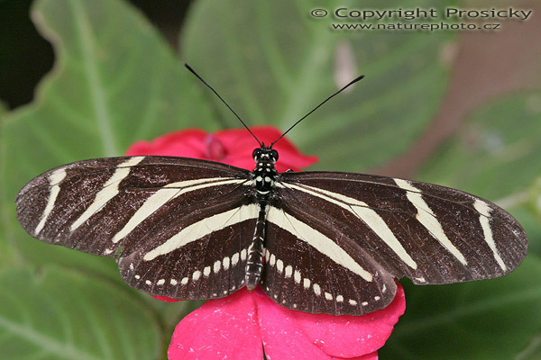 Zebra Longwing (Heliconius charitonia)