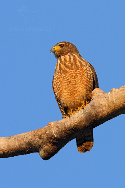 Káně krahujová (Buteo magnirostris)