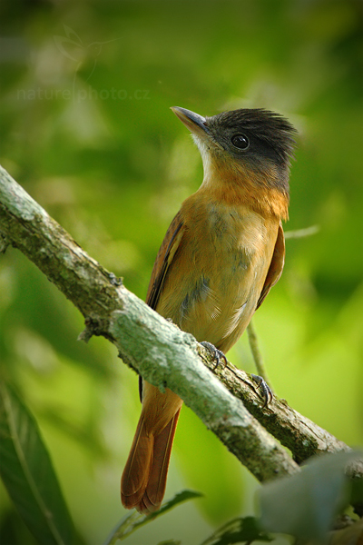 Tyranovec Couesův (Contopus pertinax)