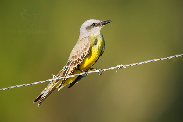 Tyran tropický (Tyrannus melancholicus)