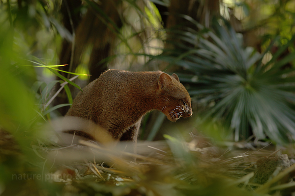 Jaguarundi (Puma yagouaroundi)