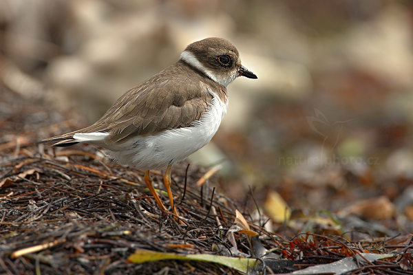Kulík kanadský (Charadrius semipalmatus)