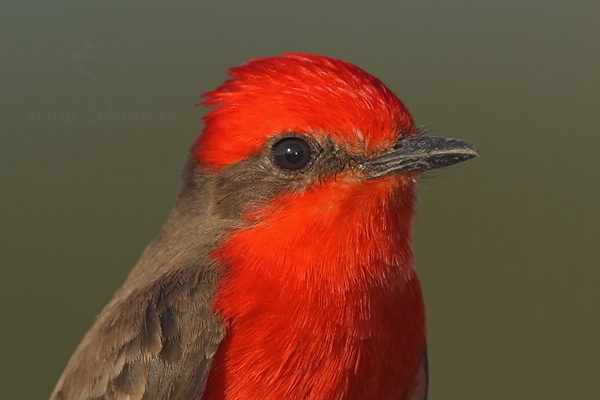 Tyranovec rubínový (Pyrocephalus rubinus)