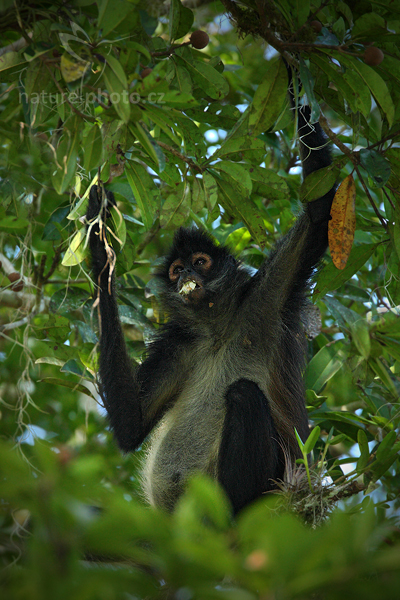 Chápan středoamerický (Ateles geoffroyi)