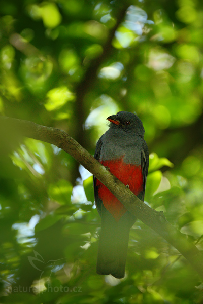 Trogon Massenův (Trogon massena)