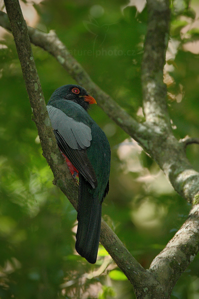 Trogon Massenův (Trogon massena)