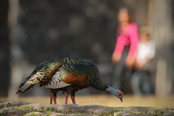 Krocan paví (Meleagris ocellata)
