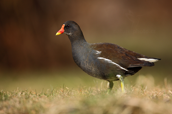 Slípka žlutonohá (Porphyrio martinicus)