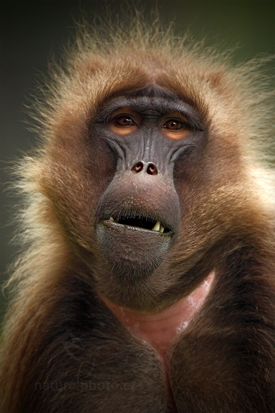 Dželada hnědá (Theropithecus gelada)
