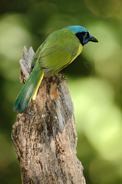 Sojka zelenavá (Cyanocorax yncas)