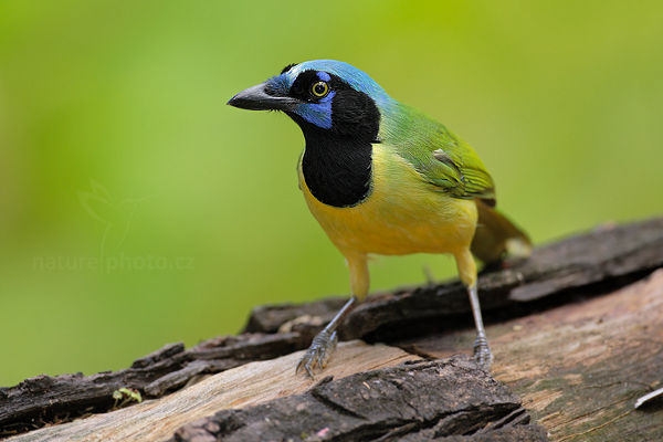Sojka zelenavá (Cyanocorax yncas)
