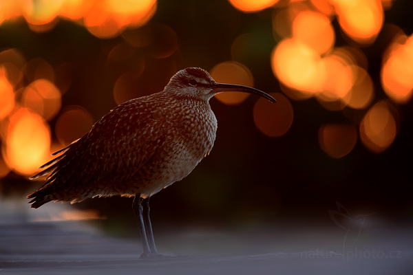 Koliha malá (Numenius phaeopus)