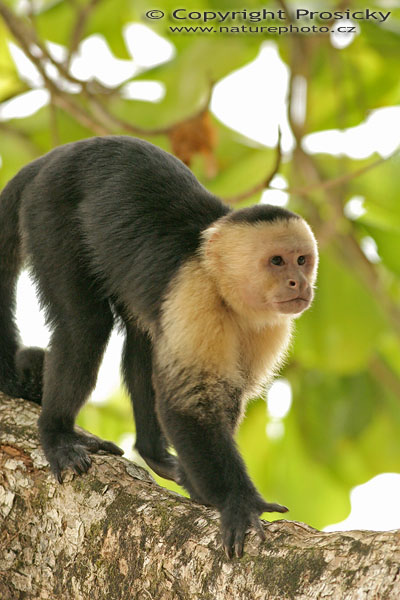 Malpa kapucínská (Cebus capucinus)