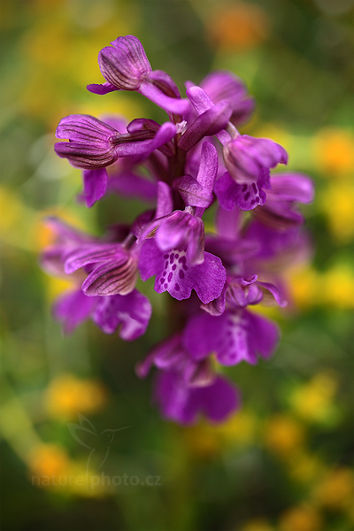 Vstavač kukačka (Orchis morio)