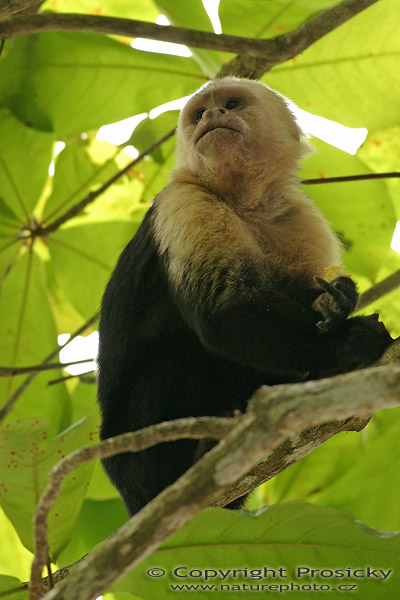 Malpa kapucínská (Cebus capucinus)