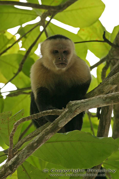 Malpa kapucínská (Cebus capucinus)