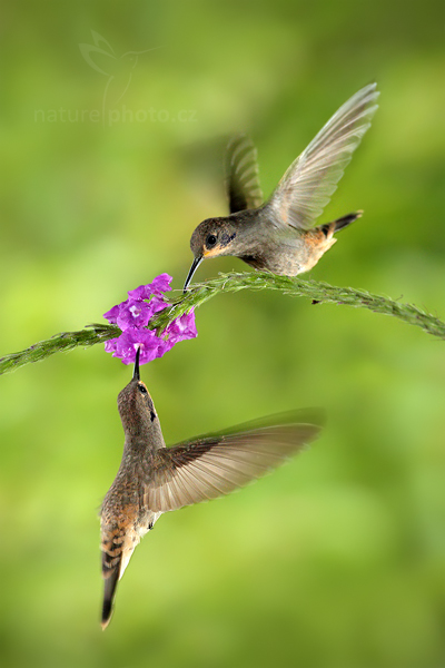 Kolibřík telesillský (Colibri delphinae)