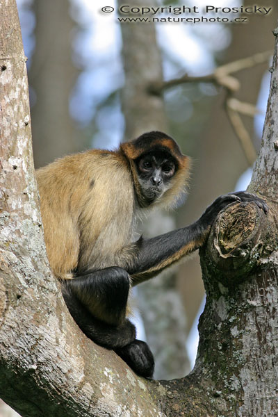 Chápan středoamerický (Ateles geoffroyi)