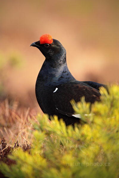 Tetřívek obecný (Tetrao tetrix)