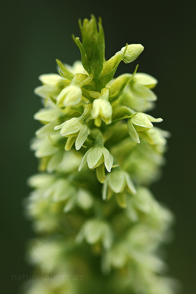 Běloprstka bělavá (Leucorchis albida)