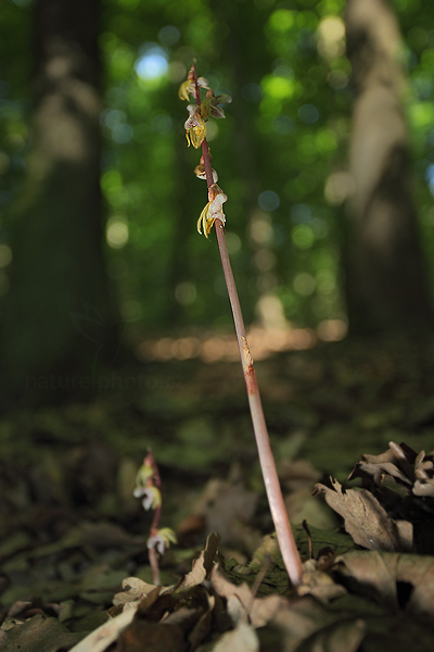 Sklenobýl bezlistý (Epipogium aphyllum)