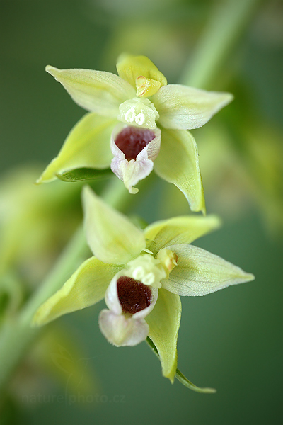 Kruštík růžkatý (Epipactis muelleri)