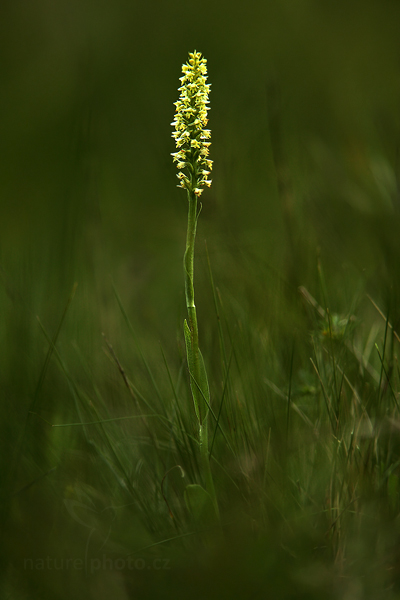 Běloprstka bělavá (Leucorchis albida)