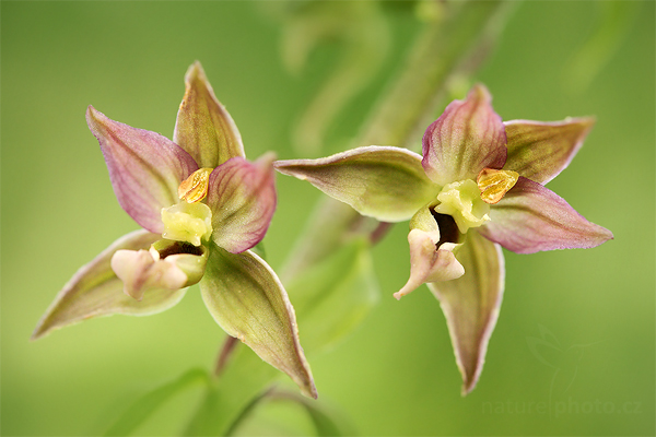 Kruštík širolistý oddálený (Epipactis helleborine orbicularis)