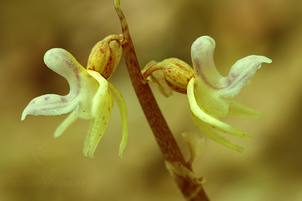 Sklenobýl bezlistý (Epipogium aphyllum)