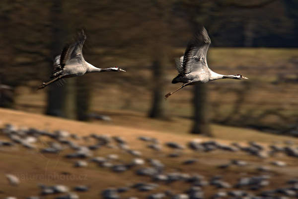 Jeřáb popelavý (Grus grus)
