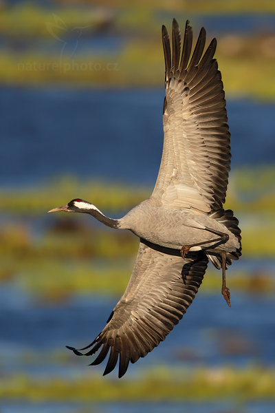 Jeřáb popelavý (Grus grus)