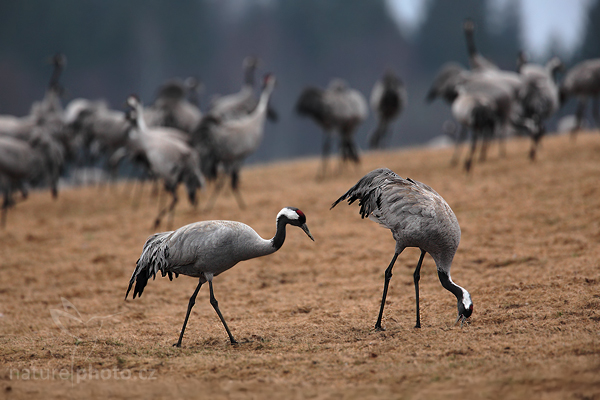 Jeřáb popelavý (Grus grus)