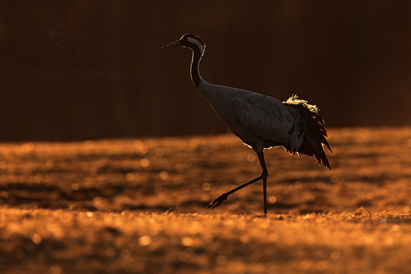 Jeřáb popelavý (Grus grus)