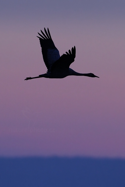 Jeřáb popelavý (Grus grus)