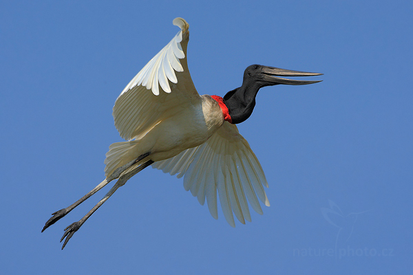 Čáp jabiru (Jabiru mycteria)