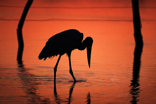 Čáp jabiru (Jabiru mycteria)