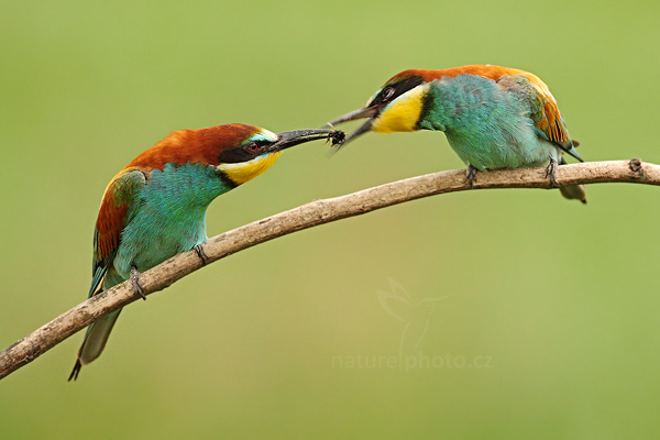 Vlha pestrá (Merops apiaster)