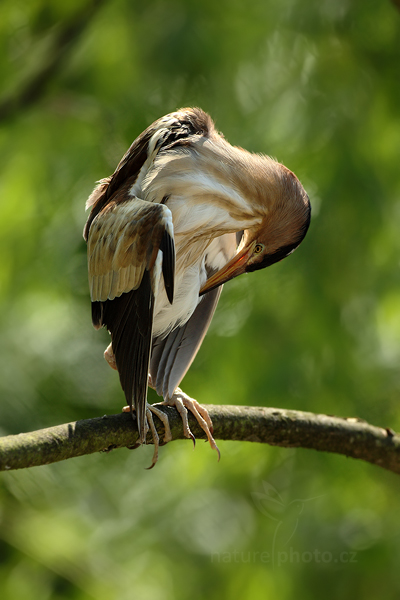 Bukáček malý (Ixobrychus minutus)