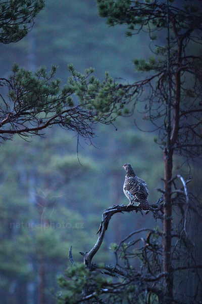 Tetřev hlušec (Tetrao urogallus)