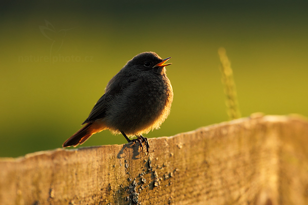 Rehek domácí (Phoenicurus ochruros)